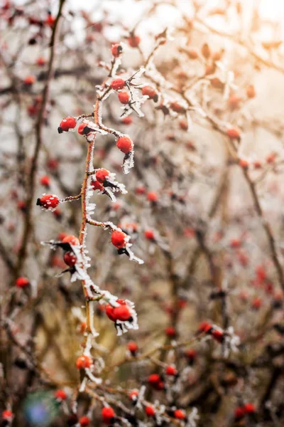 Paysage d'hiver.Scène d'hiver .Concentration sélective de fleurs congelées — Photo