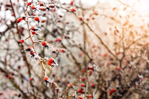 Paysage d'hiver.Scène d'hiver .Concentration sélective de fleurs congelées — Photo