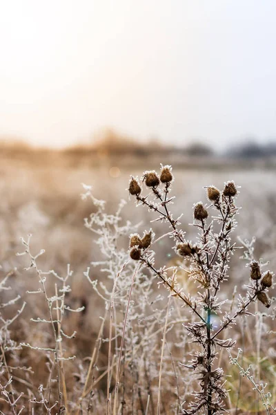 Paisagem de inverno.Cena de inverno.Foco seletivo de flores congeladas — Fotografia de Stock