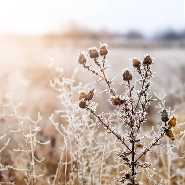 Winter landschap.Winter scene .Frozenned bloem selectieve focus — Stockfoto