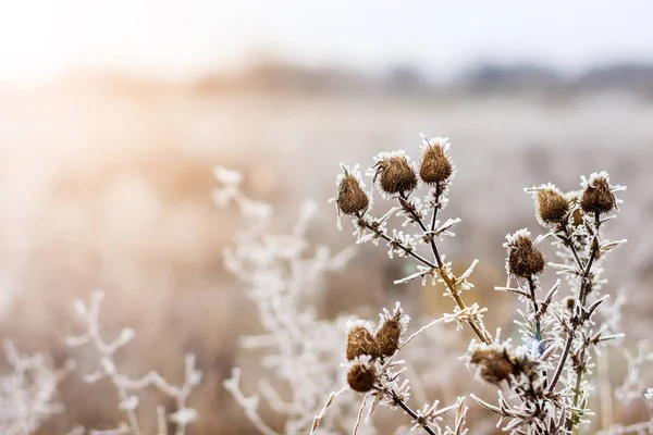 Paisagem de inverno.Cena de inverno.Foco seletivo de flores congeladas — Fotografia de Stock