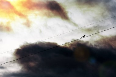 Dramatik bir gökyüzüne karşı kabloda saksağan