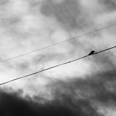 Dramatik bir gökyüzüne karşı kabloda saksağan