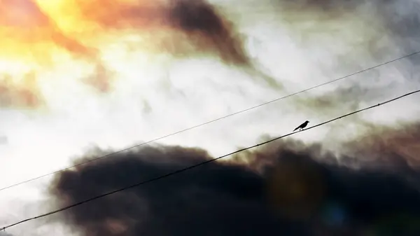 劇的な空に対するワイヤ上のカササギ — ストック写真