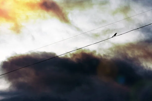 Pie sur un fil contre un ciel dramatique — Photo