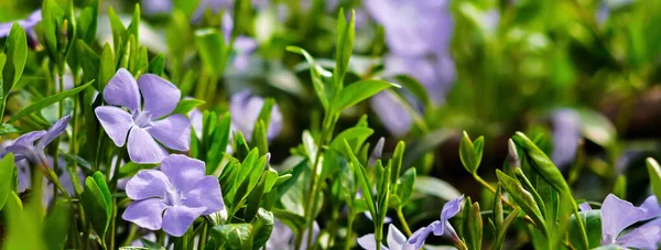 Fleurs bleu pervenche fleurissent dans le jardin — Photo