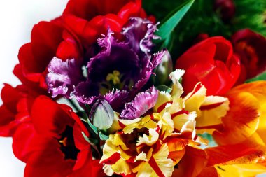 Arkaplan resmi olarak renkli bahar laleleri