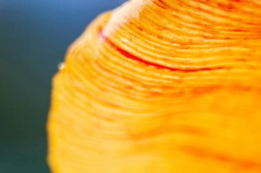 Makro yakın çekim sarı yaprak. Çiçek, tazelik. Yumuşak odaklanma. Bokeh etkisi. Arkaplan için fotoğraf ve pankart