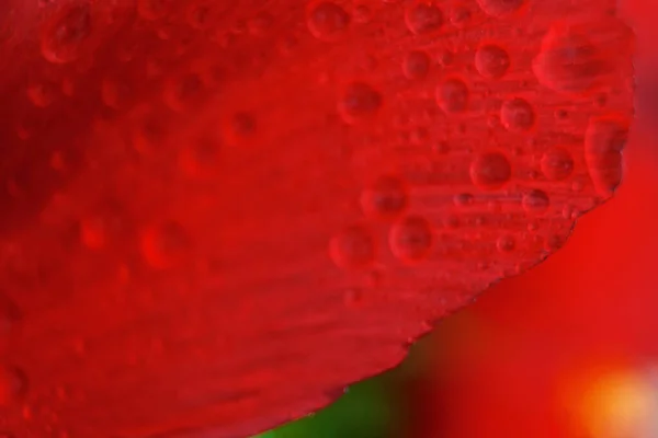 Makro Närbild Skott Många Vattendroppar Rött Kronblad Daggdroppar Blomma Blomma — Stockfoto