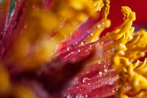 Λουλούδι Πυροβολημένο Φακό Μακροεντολής Αφηρημένη Φωτογραφία Λουλουδιών Ρηχό Βάθος Πεδίου — Φωτογραφία Αρχείου