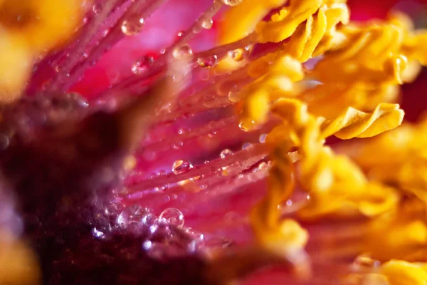 Flower shot with a macro lens. Abstract flower photo with shallow depth of field. Trendy live coral color