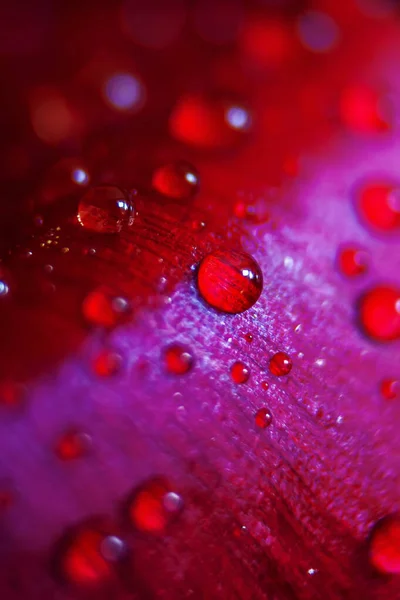 Macro Κοντινό Πλάνο Πολλών Σταγόνων Νερού Κόκκινο Πέταλο Δροσιά Πέφτει — Φωτογραφία Αρχείου