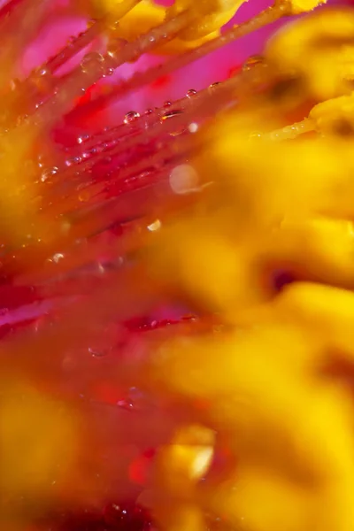 Λουλούδι Πυροβολημένο Φακό Μακροεντολής Αφηρημένη Φωτογραφία Λουλουδιών Ρηχό Βάθος Πεδίου — Φωτογραφία Αρχείου