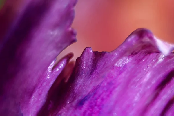 Blume Aufnahme Mit Einem Makroobjektiv Abstraktes Blumenfoto Mit Geringer Schärfentiefe — Stockfoto