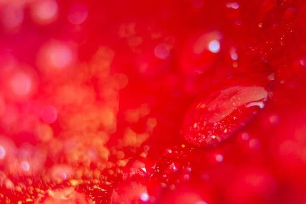 Macro Close Shot Many Water Drops Red Petal Dew Drops Stock Picture