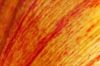 Makro yakın çekim sarı ve kırmızı çizgili taç yaprağı. Çiçek, tazelik. Yumuşak odaklanma. Bokeh etkisi. Arkaplan için fotoğraf ve pankart