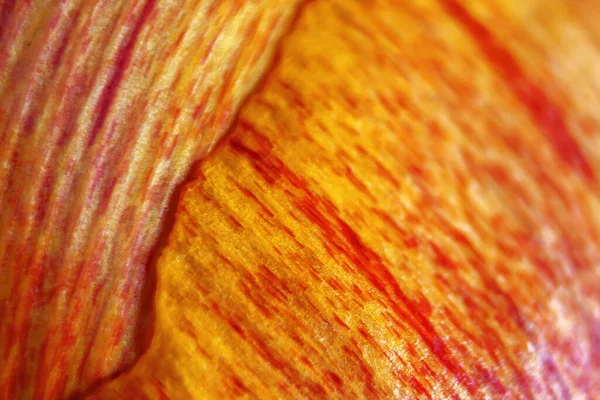 Macro Κοντινό Πλάνο Shot Κίτρινο Κόκκινο Πέταλο Λουλούδι Φρεσκάδα Απαλή — Φωτογραφία Αρχείου
