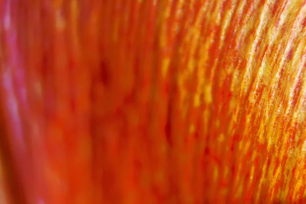 Macro Close Colpo Giallo Con Petalo Rosso Striato Fiore Freschezza — Foto Stock