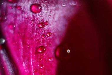 Makro Kırmızı Yapraklara Çok Fazla Su Damlasının Yakın Çekimi .