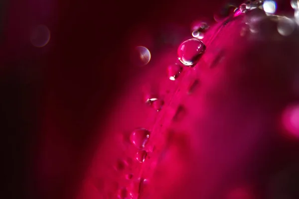 Macro Fechar Tiros de muitas gotas de água na pétala vermelha  . — Fotografia de Stock