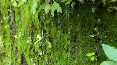 Bitkilerden oluşan bir duvardan bir damla su düşüyor.