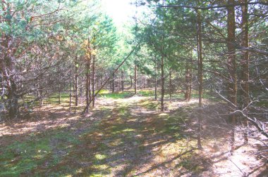 Orman ağaçları. doğa yeşil ahşap güneş ışığı arka planı