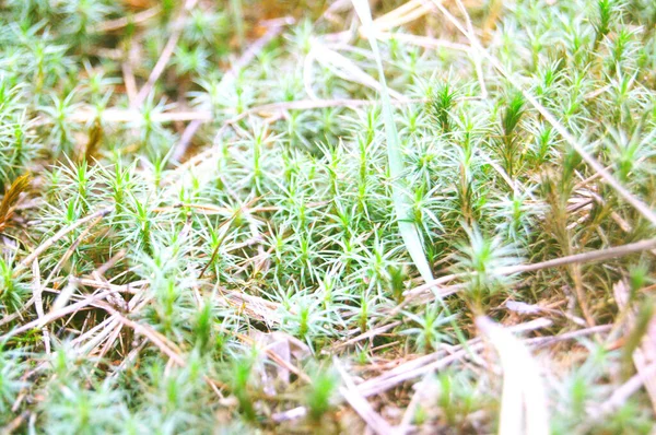 La mousse verte pousse dans le sol recouvert d'herbe — Photo