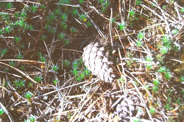 Il cono è sdraiato a terra coperto di erba e aghi caduti da un abete rosso — Foto Stock