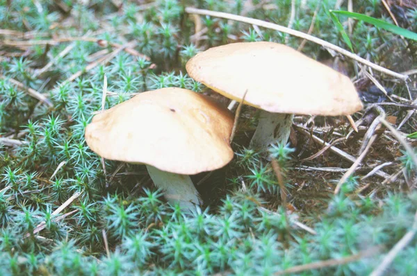 Piękny brązowy i świeży borowik grzyb rosnący na zielonym gęstym mchu w lesie — Zdjęcie stockowe