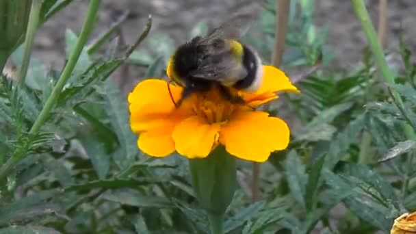 Bee Bloemen Zomer Flowerbed — Stockvideo