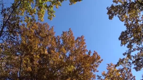 ciel et arbres automne 
