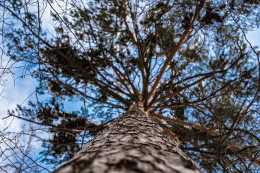Köknar kış 2018 dallarında mavi gökyüzüne