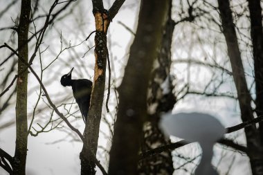 Orman ağaçkakan 2018 Kış ormandaki bir ağaç üzerinde