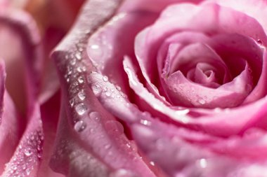 Pembe Gül tatlı su damla 8 Mart 2018