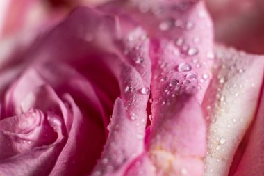 Pembe Gül tatlı su damla 8 Mart 2018