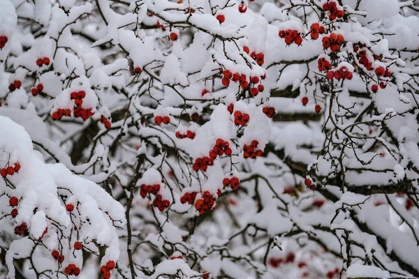 冬の豪雪後ナナカマドの果実 — ストック写真