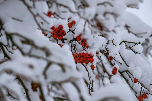 Bacche Rowan Dopo Forti Nevicate Nell Inverno 2018 — Foto Stock