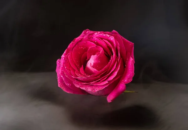 Flying rose in drops of water on a black background