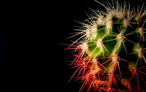 Cactus in a pot on a black background closeup — Stock Photo, Image