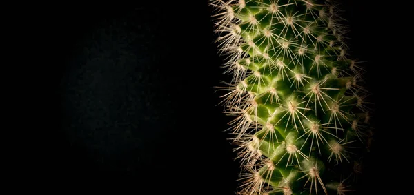 Cactus en maceta sobre fondo negro —  Fotos de Stock