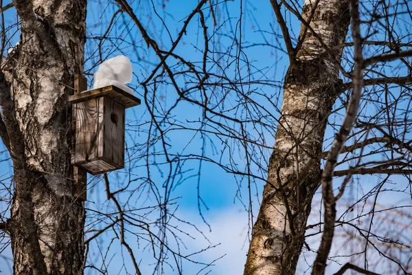Birdhouse Sur Les Bouleaux Hiver Contre Ciel Bleu 2018 — Photo