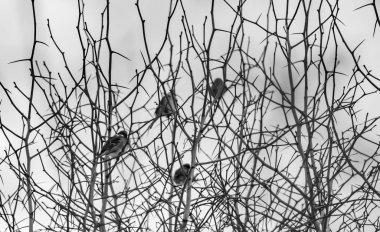 Serçeler dallar kışın. Siyah ve beyaz 2018