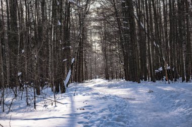 İçinde belgili tanımlık kar 2018 Kış ormandaki ağaçlar