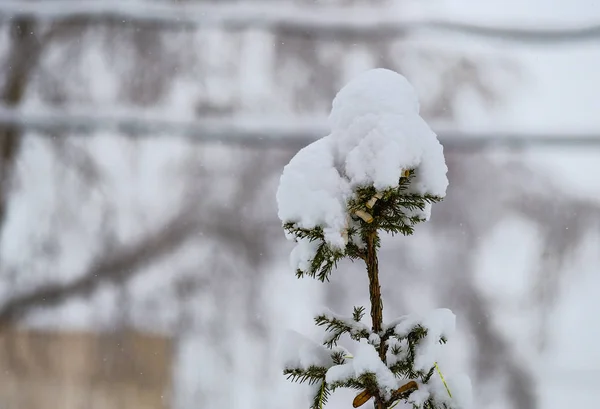 Casquette Neige Sur Dessus Épinette 2018 — Photo