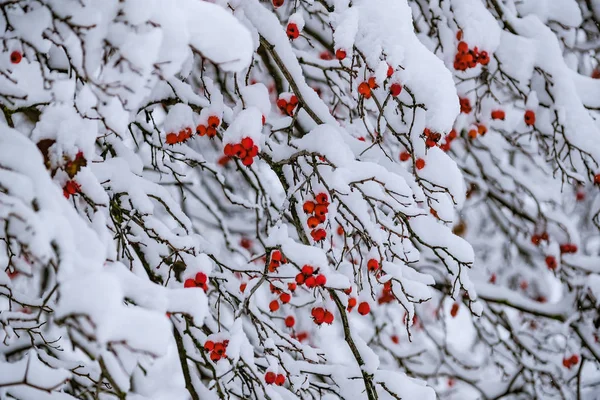 Üvez Meyveleri 2018 Kışın Yoğun Kar Yağışı Sonra — Stok fotoğraf