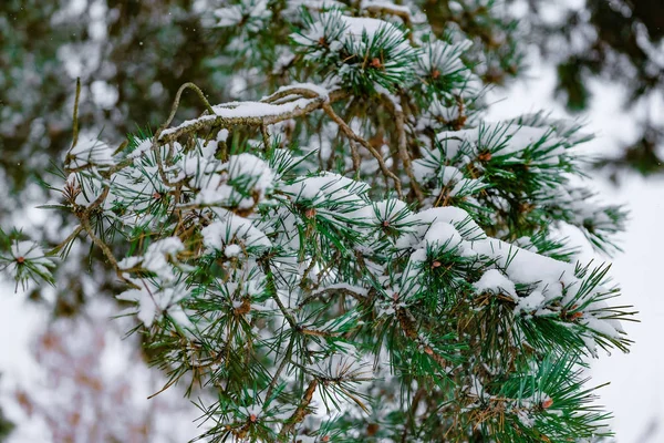 雪で覆われたトウヒの枝をクローズ アップ 2018 — ストック写真