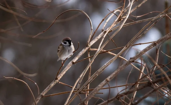 Moineau Sur Une Branche Fermer Hiver 2018 — Photo