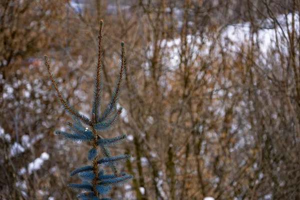 Blue Spruce Closeup Cloudy Weather Cold 2018 — Stock Photo, Image