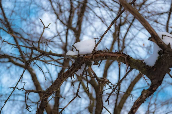 2018 の冬の森の枝の雪 — ストック写真