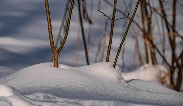 Gros Plan Sur Neige Dans Forêt Hiver Dans Après Midi — Photo